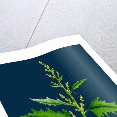 Chenopodium Urbicum; Upright Goosefoot by Anonymous