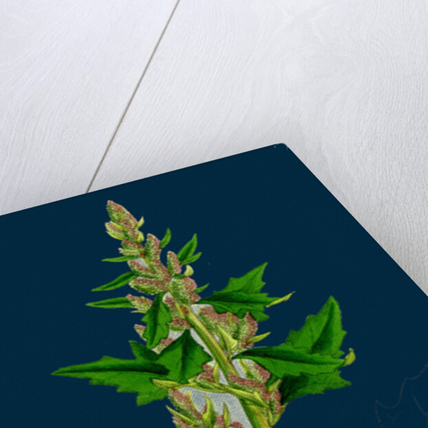 Chenopodium Eu-Rubrum, Var. Genuinum; Red Goosefoot, Var. A. by Anonymous