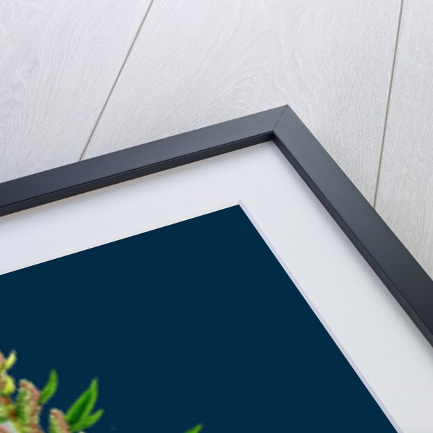 Chenopodium Eu-Rubrum, Var. Genuinum; Red Goosefoot, Var. A. by Anonymous