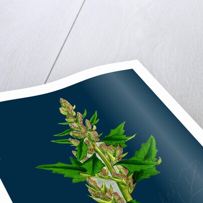 Chenopodium Eu-Rubrum, Var. Genuinum; Red Goosefoot, Var. A. by Anonymous