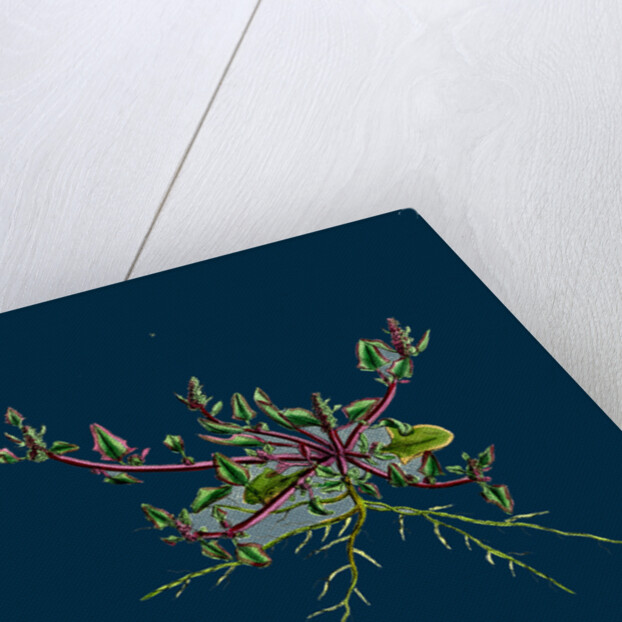 Chenopodium Eu-Rubrum, Var. Pseudo-Botryoides; Red Goosefoot, Var. B. by Anonymous