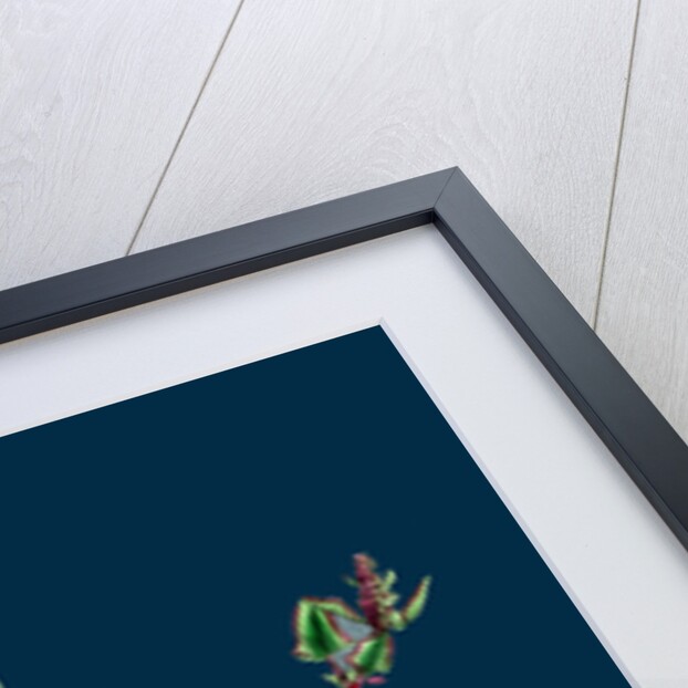 Chenopodium Eu-Rubrum, Var. Pseudo-Botryoides; Red Goosefoot, Var. B. by Anonymous