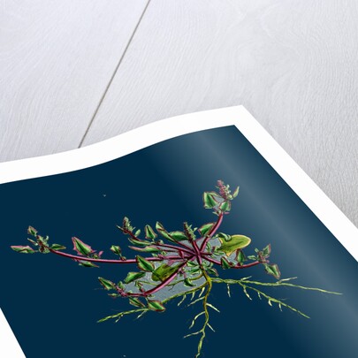 Chenopodium Eu-Rubrum, Var. Pseudo-Botryoides; Red Goosefoot, Var. B. by Anonymous