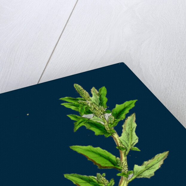 Chenopodium Glaucum; Oak-Leaved Goosefoot by Anonymous