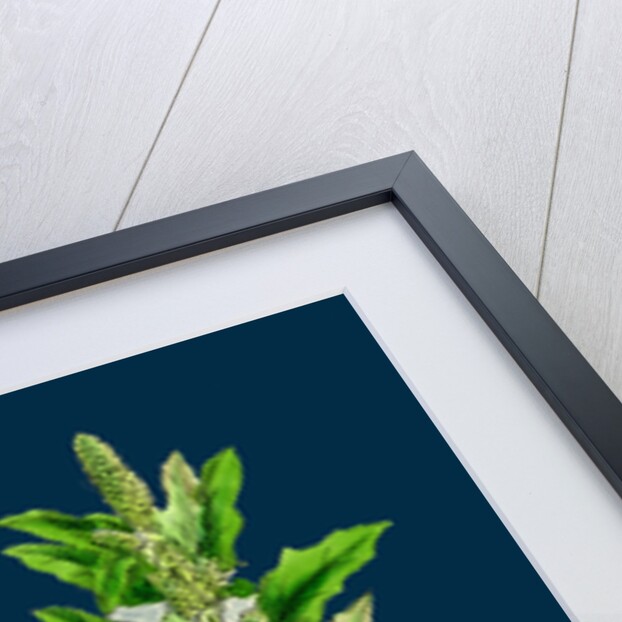 Chenopodium Glaucum; Oak-Leaved Goosefoot by Anonymous