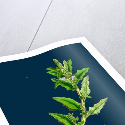 Chenopodium Glaucum; Oak-Leaved Goosefoot by Anonymous