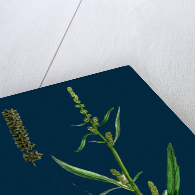 Atriplex Littoralis, Var. Marina; Grass-Leaved Sea Orache, Var. B. by Anonymous