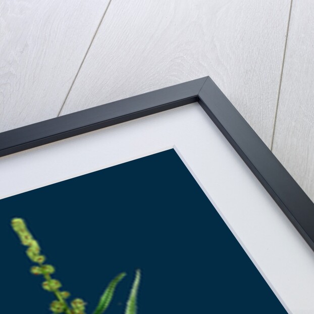 Atriplex Littoralis, Var. Marina; Grass-Leaved Sea Orache, Var. B. by Anonymous