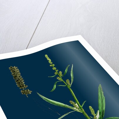 Atriplex Littoralis, Var. Marina; Grass-Leaved Sea Orache, Var. B. by Anonymous