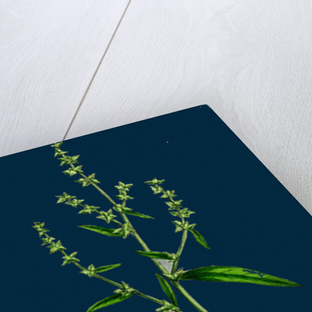 Atriplex Patula, Var. Angustifolia; Narrow-Leaved Orache, Var. A. by Anonymous