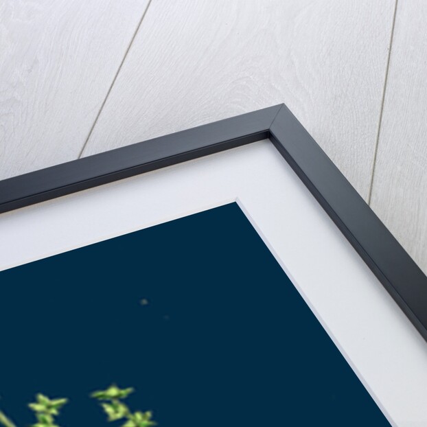 Atriplex Patula, Var. Angustifolia; Narrow-Leaved Orache, Var. A. by Anonymous