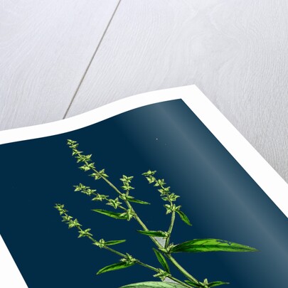 Atriplex Patula, Var. Angustifolia; Narrow-Leaved Orache, Var. A. by Anonymous