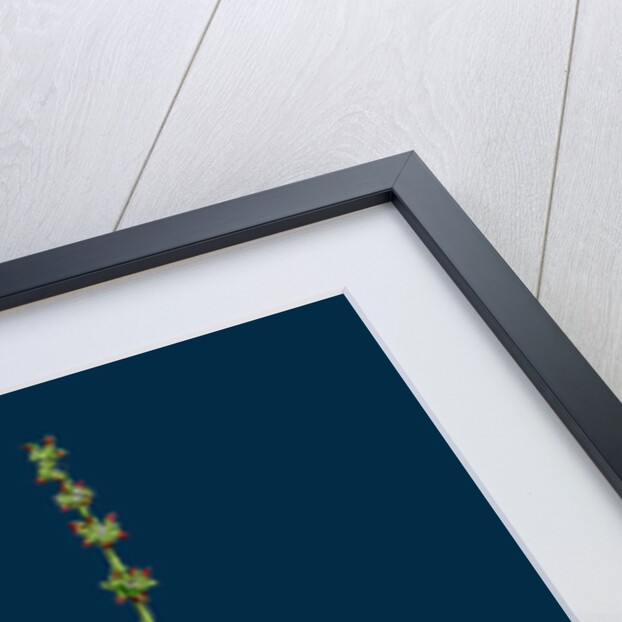 Atriplex Smithii; Smith's Orache by Anonymous