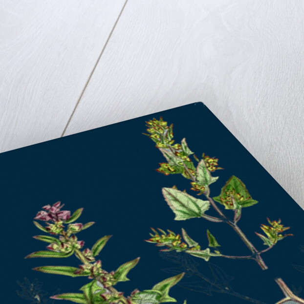 Atriplex Babingtonii; Babington's Orache by Anonymous