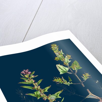 Atriplex Babingtonii; Babington's Orache by Anonymous