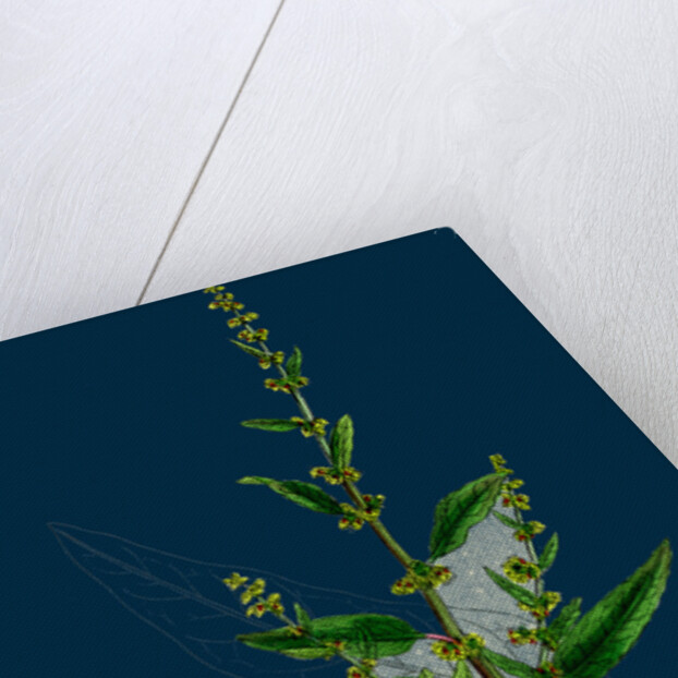 Rumex Conglomeratus; Sharp Dock by Anonymous