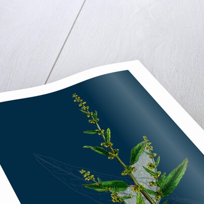 Rumex Conglomeratus; Sharp Dock by Anonymous