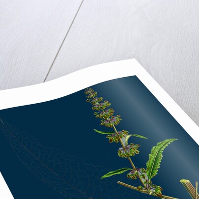 Rumex Pratensis; Meadow Dock by Anonymous