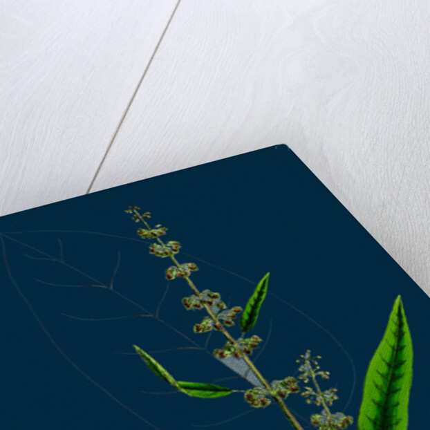 Rumex Conspersus; Hartman's Dock by Anonymous