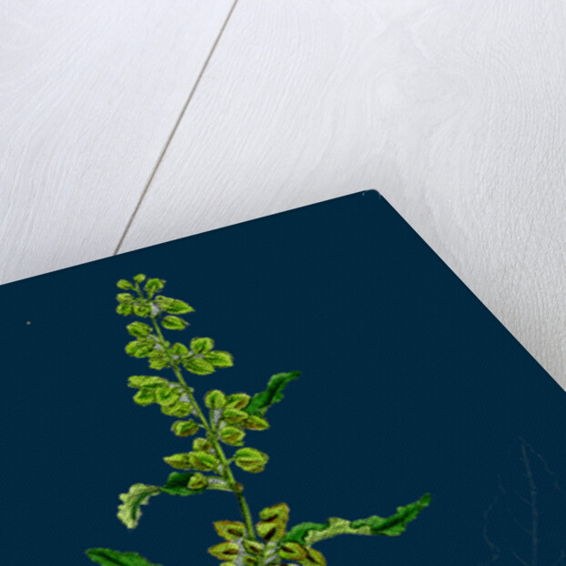 Rumex Crispus; Curled Dock by Anonymous