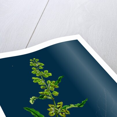 Rumex Crispus; Curled Dock by Anonymous