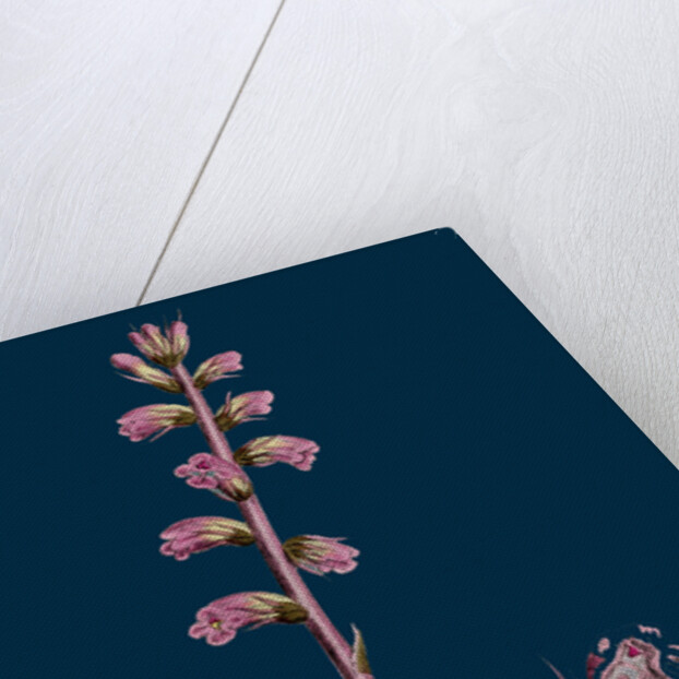 Orobanche Amethystea; Bluish Broom-Rape by Anonymous