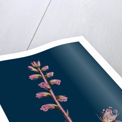 Orobanche Amethystea; Bluish Broom-Rape by Anonymous