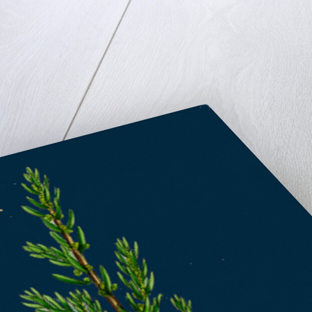 Suaeda Fruticosa; Shrubby Sea-Blite by Anonymous