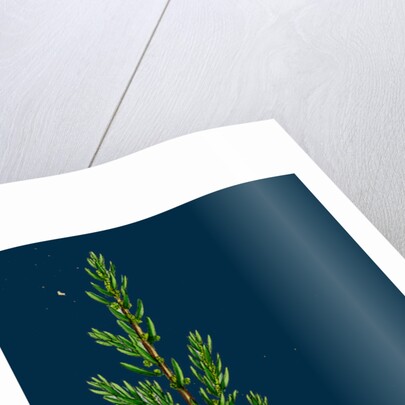 Suaeda Fruticosa; Shrubby Sea-Blite by Anonymous