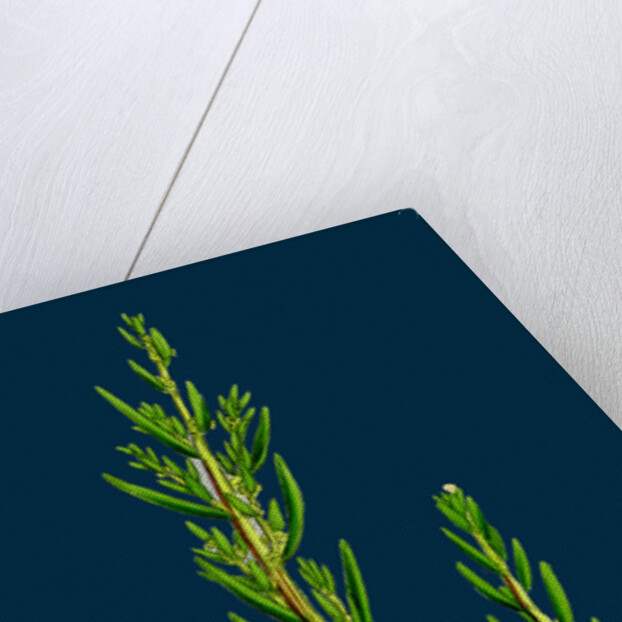 Suaeda Maritima; Annual Sea-Blite by Anonymous