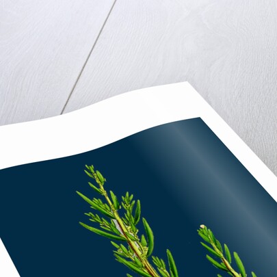 Suaeda Maritima; Annual Sea-Blite by Anonymous