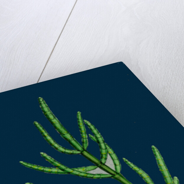 Salicornia Herbacea, Var. Acetaria; Common Marsh-Samphire, Var. A. by Anonymous