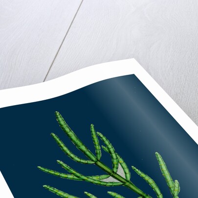 Salicornia Herbacea, Var. Acetaria; Common Marsh-Samphire, Var. A. by Anonymous