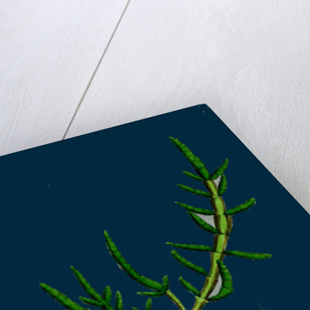 Salicornia Herbacea, Var. Procumbens; Common Marsh-Samphire, Var. B. by Anonymous