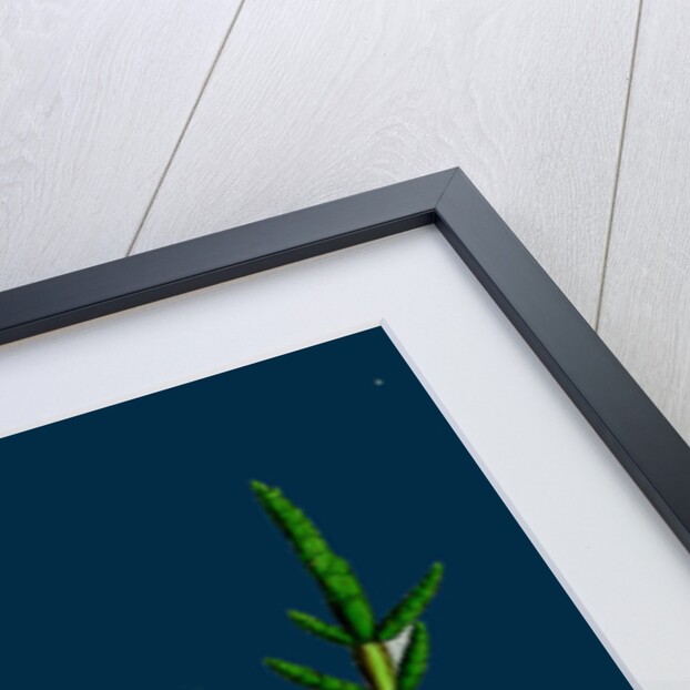 Salicornia Herbacea, Var. Procumbens; Common Marsh-Samphire, Var. B. by Anonymous