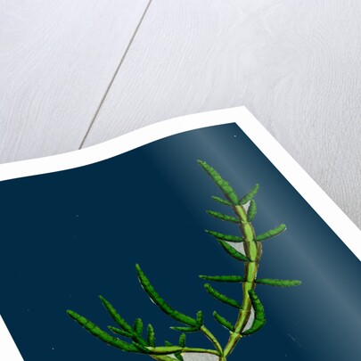 Salicornia Herbacea, Var. Procumbens; Common Marsh-Samphire, Var. B. by Anonymous