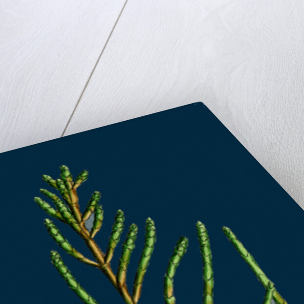 Salicornia Radicans; Creeping Marsh-Samphire by Anonymous