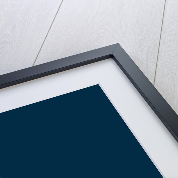 Salicornia Radicans; Creeping Marsh-Samphire by Anonymous