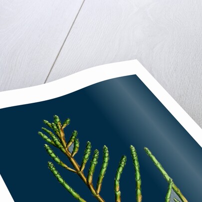 Salicornia Radicans; Creeping Marsh-Samphire by Anonymous