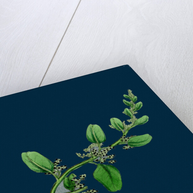 Chenopodium Polyspermum, Var. Genuinum; Many-Seeded Goosefoot, Var. A. by Anonymous