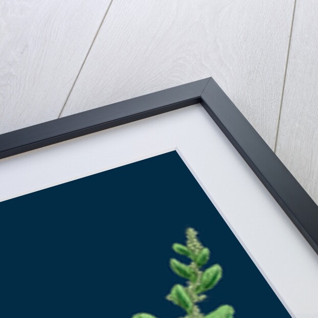 Chenopodium Polyspermum, Var. Genuinum; Many-Seeded Goosefoot, Var. A. by Anonymous