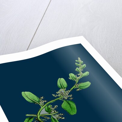 Chenopodium Polyspermum, Var. Genuinum; Many-Seeded Goosefoot, Var. A. by Anonymous