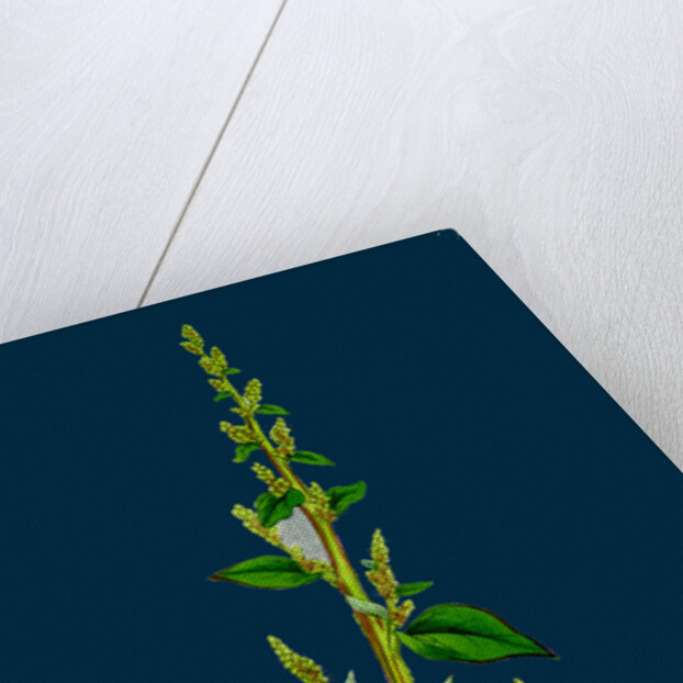 Chenopodium Polyspermum, Var. Acutifolium; Many-Sided Goosefoot, Var. B. by Anonymous