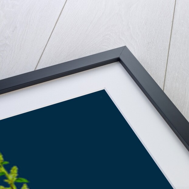 Chenopodium Polyspermum, Var. Acutifolium; Many-Sided Goosefoot, Var. B. by Anonymous