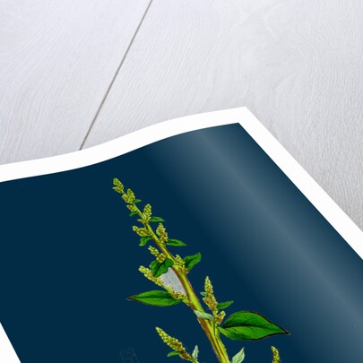 Chenopodium Polyspermum, Var. Acutifolium; Many-Sided Goosefoot, Var. B. by Anonymous