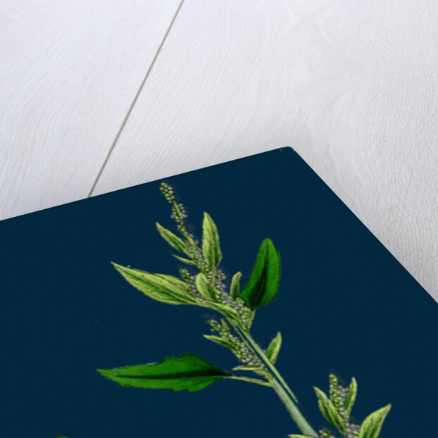 Chenopodium Album, Var. Candicans; White Goosefoot by Anonymous