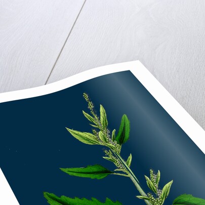 Chenopodium Album, Var. Candicans; White Goosefoot by Anonymous