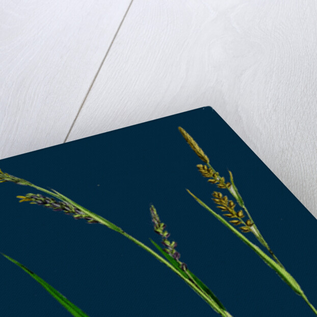 Carex Panicea; Pink-Leaved Sedge by Anonymous