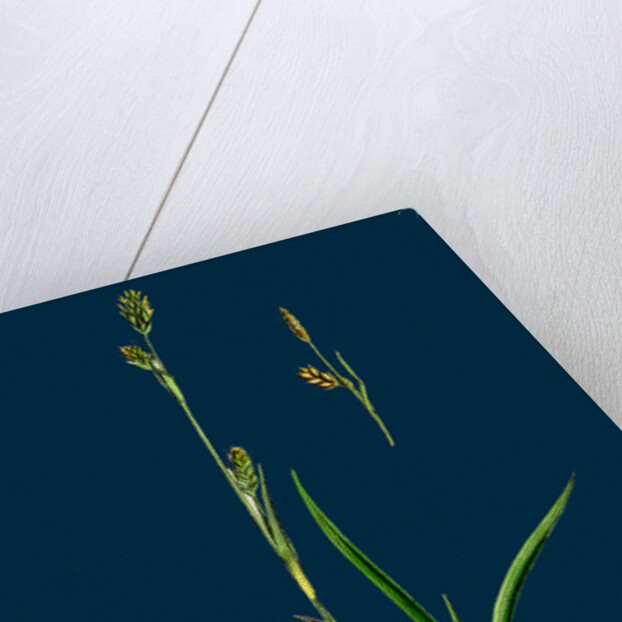 Carex Vaginata; Short Brown-Spiked Sedge by Anonymous