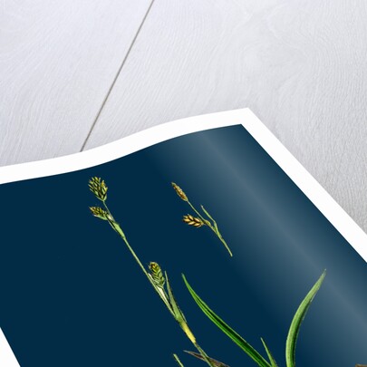 Carex Vaginata; Short Brown-Spiked Sedge by Anonymous